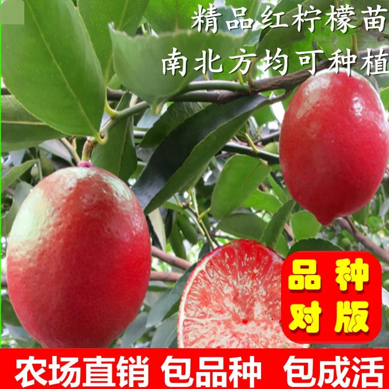 台湾红皮红肉檬苗 盆栽四季柠檬苗 红肉柠檬树苗当年开花结果苗