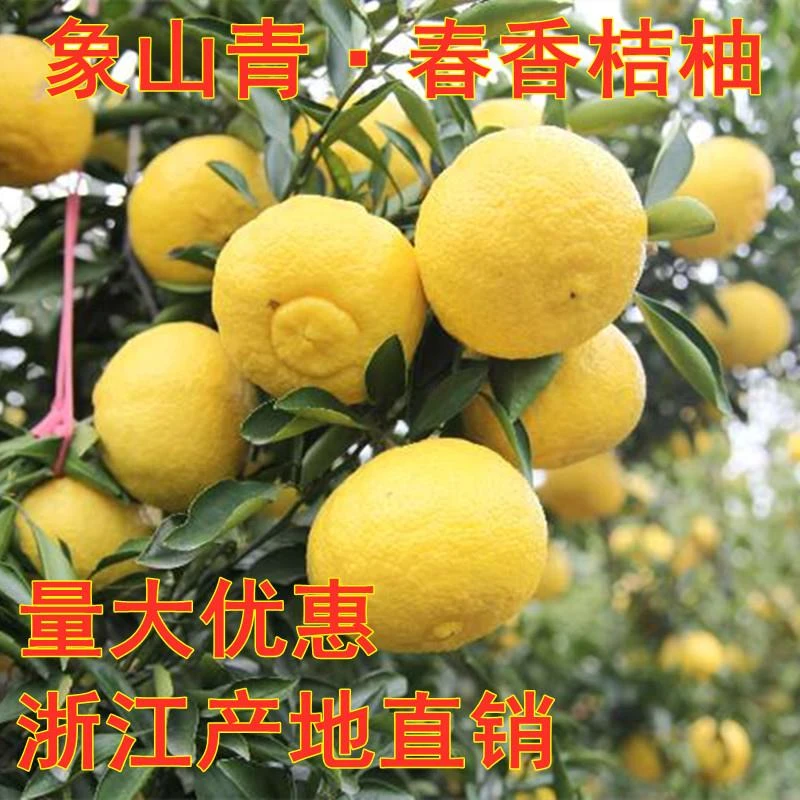 正宗嫁接春香桔柚果树苗黄金贡柚象山青桔苗盆地栽南方种植包成活