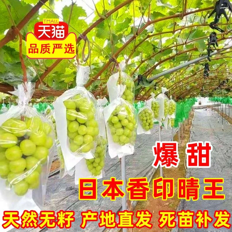 日本香印晴王葡萄树青提无籽嫁接葡萄北方南方种植果树果苗