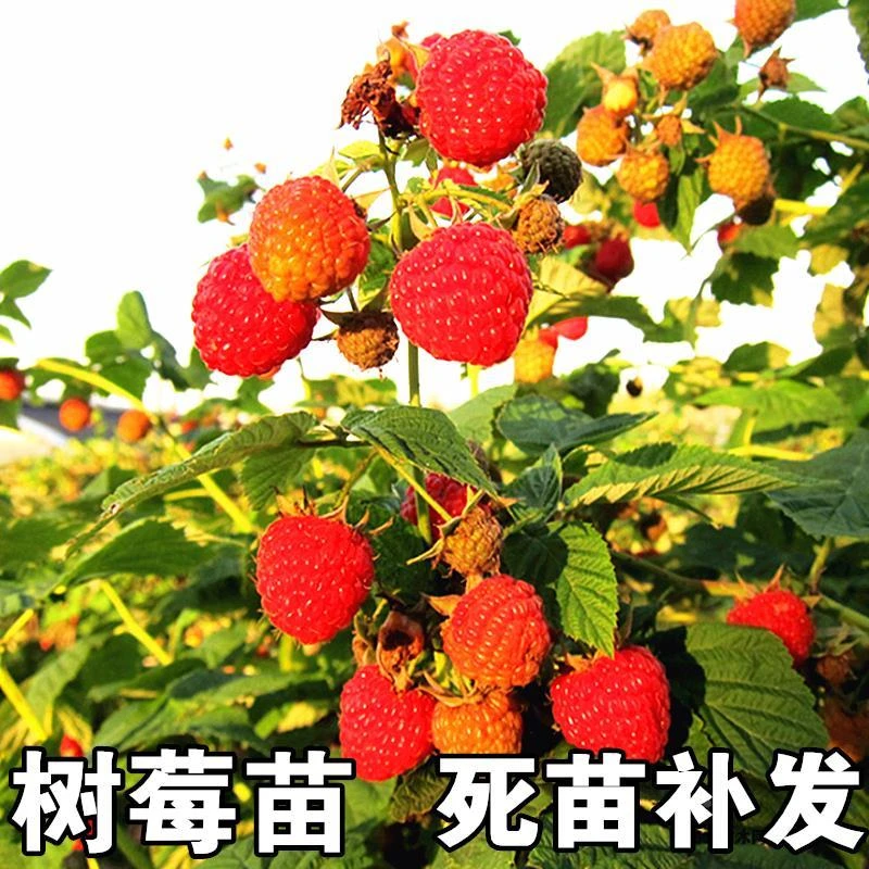 树莓苗双季树莓覆盆子树苗黄红树莓苗南方北方种植盆栽地栽果树苗