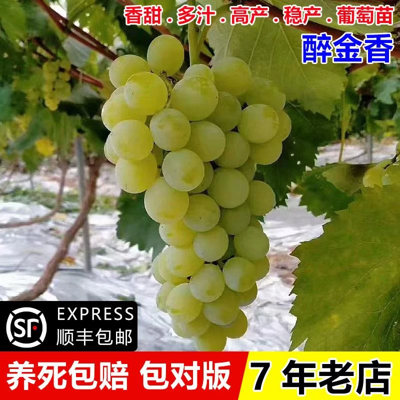 嫁接奶油葡萄树苖盆栽庭院地栽无籽醉金香葡萄苗南方北方种植果树