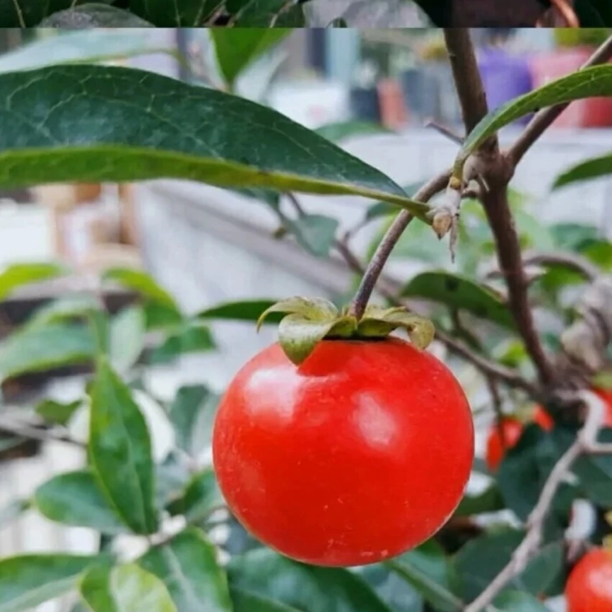 直播拍金弹子盆景精品盆景