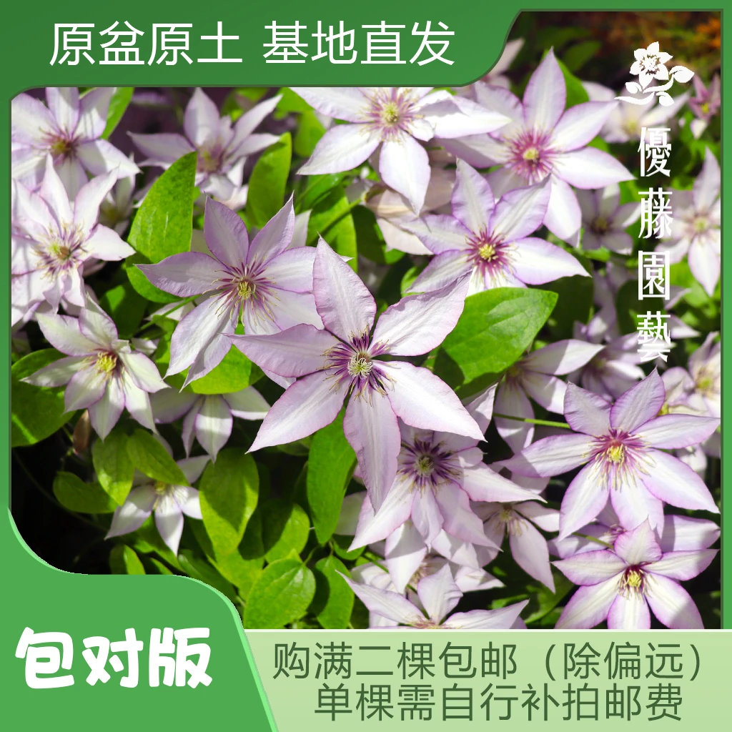 优藤【撒玛利亚乔】铁线莲大道矮生盆栽浅粉色单瓣地被草坪篱笆垂吊