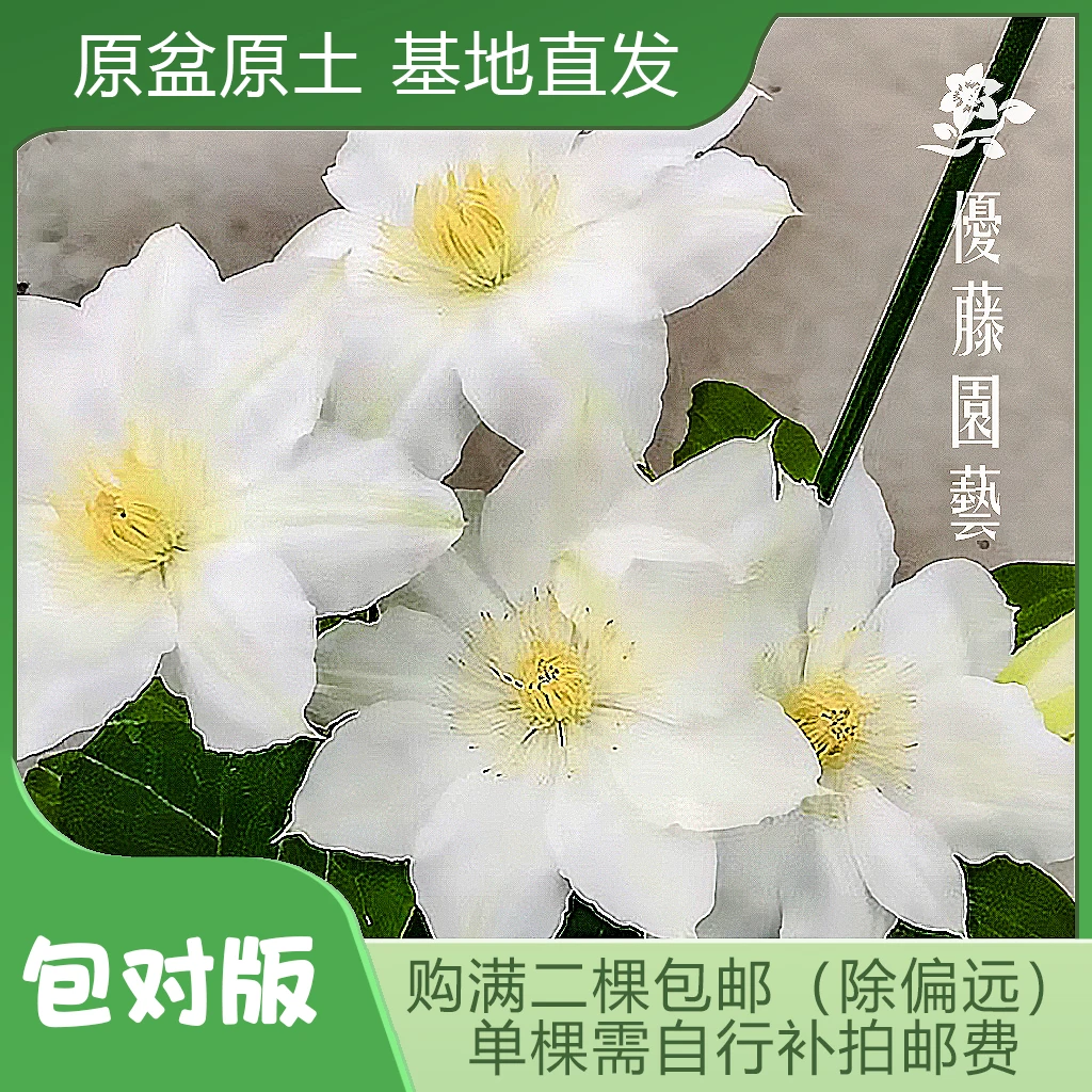 优藤【哈利娜】铁线莲早花盆栽苗爬藤白色大花庭院花墙花柱拱门阳台