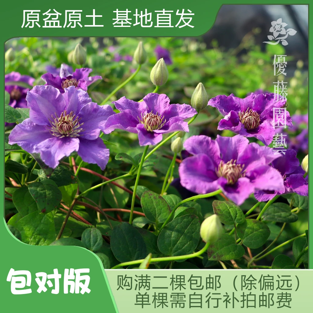 优藤【爱炫】铁线莲晚花大花庭院盆栽苗爬藤紫色单瓣花墙拱门阳台