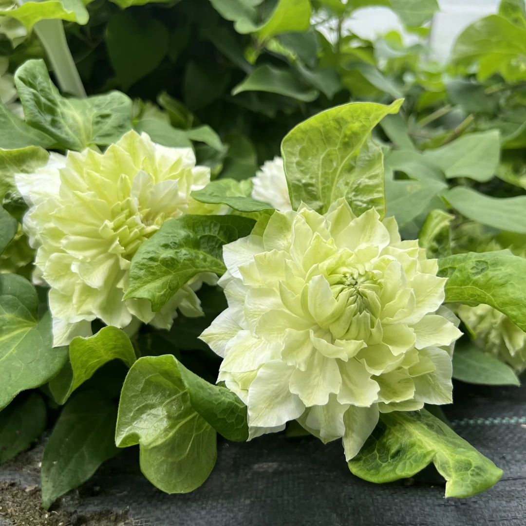 优藤【翡翠绒球】铁线莲早花盆栽苗爬藤绿色重瓣花墙花柱拱门阳台