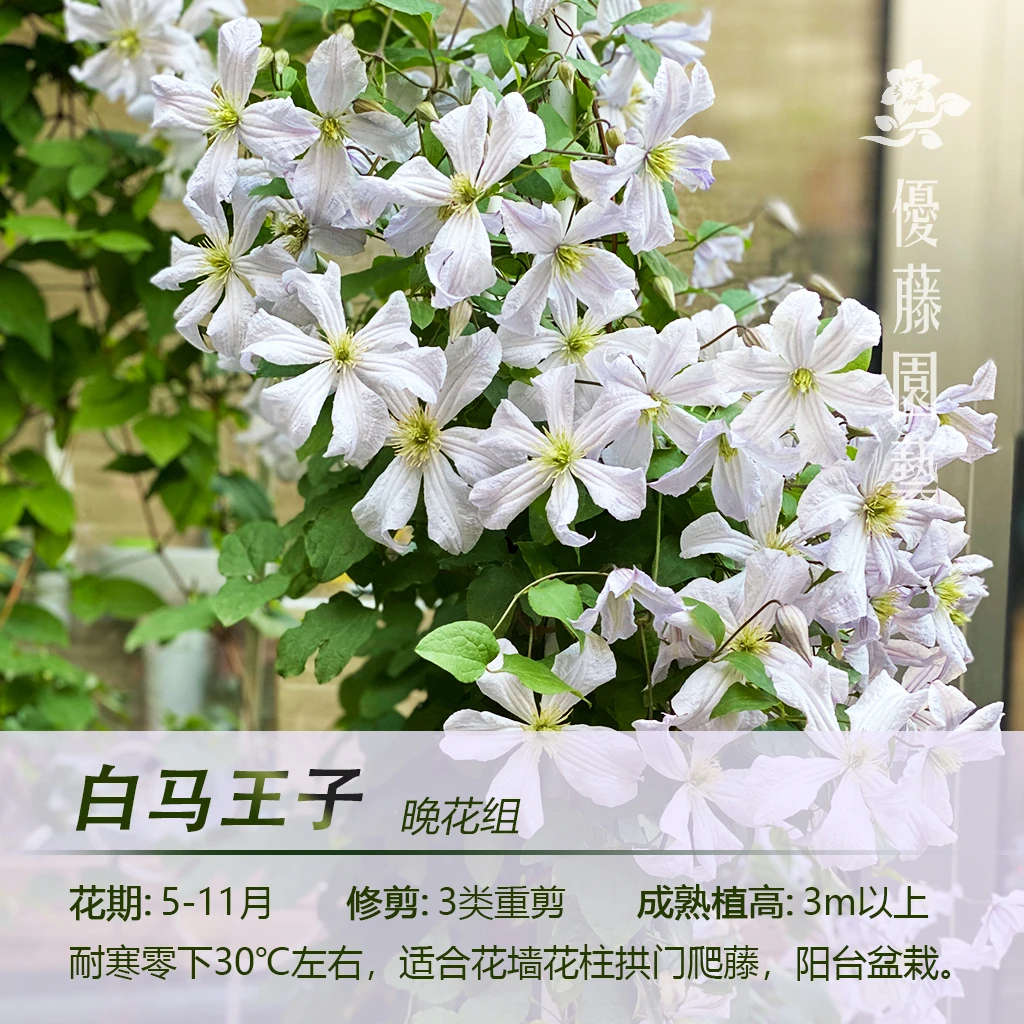 优藤【白马王子】铁线莲晚花大花盆栽苗爬藤白色单瓣花墙花柱拱门