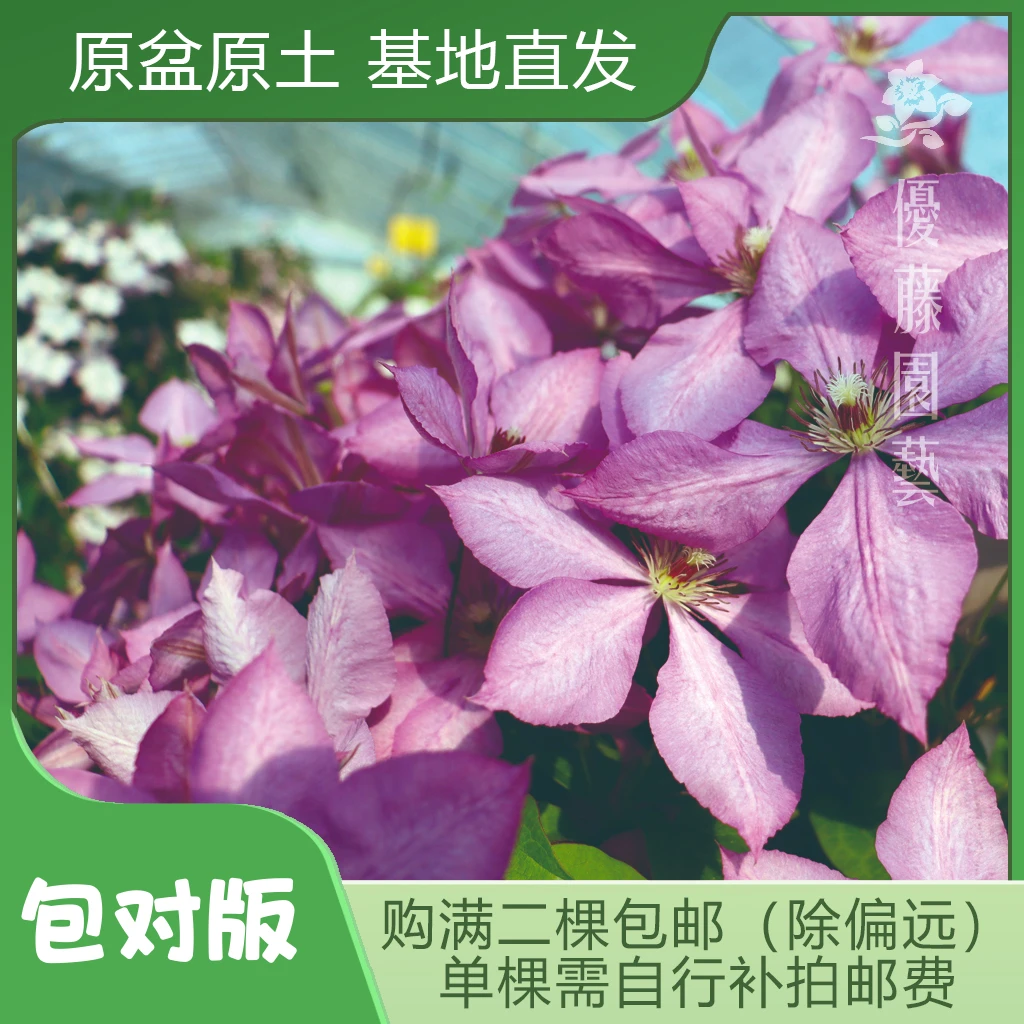 优藤【玛格丽特亨特】铁线莲晚花组大花盆栽爬藤粉紫单瓣花墙花柱