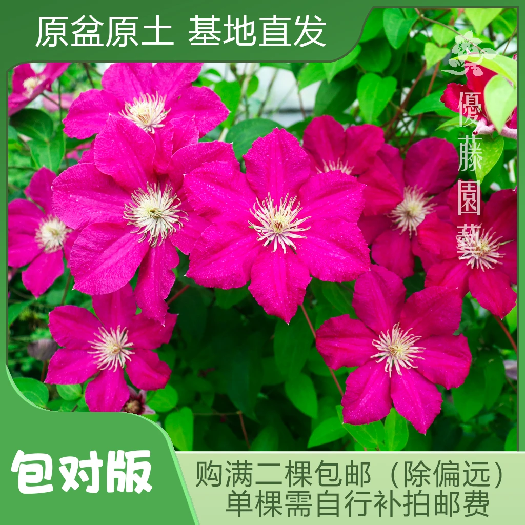 优藤【东方晨曲】铁线莲晚花大花盆栽苗爬藤红色单瓣花墙花柱拱门