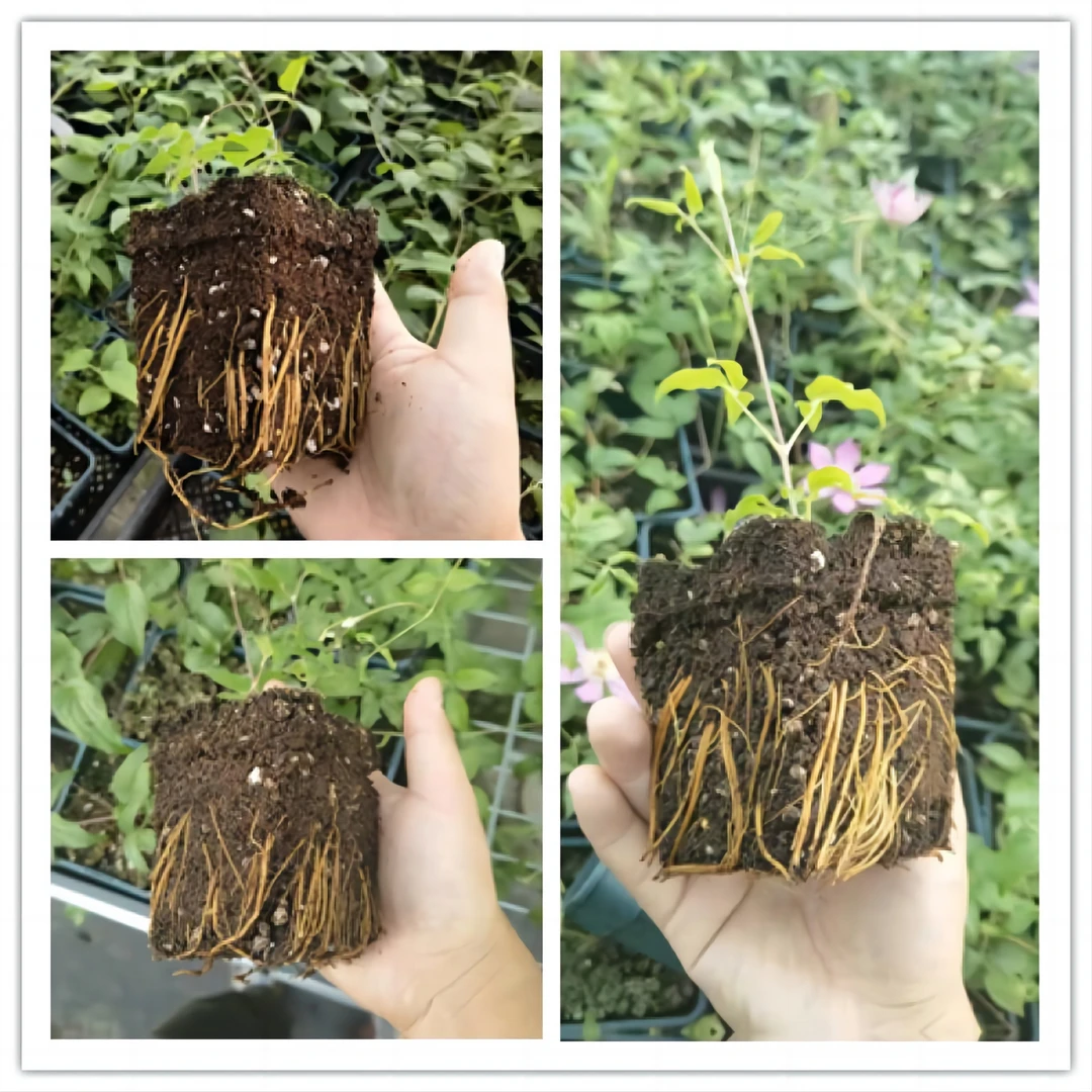 优藤【柠檬之梦铁线莲】长瓣铁