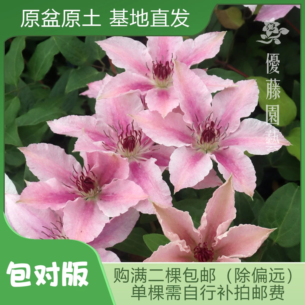 优藤【粉色幻想】铁线莲早花盆栽苗爬藤粉色单瓣花墙花柱拱门阳台