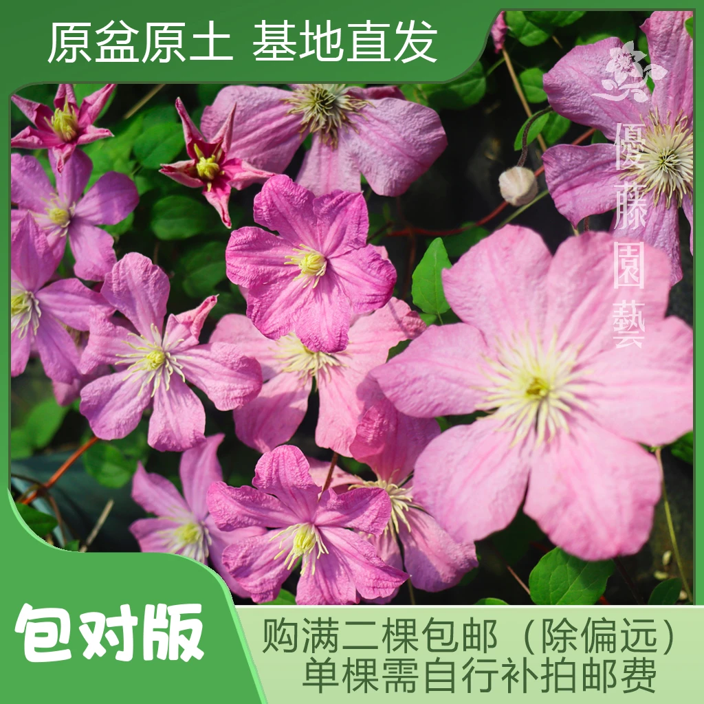 优藤【包查德女爵】铁线莲晚花庭院阳台爬藤粉色单瓣花墙拱门搭配