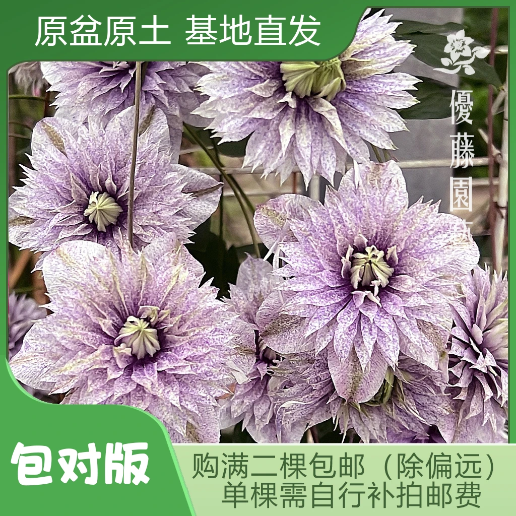 优藤【水面妖精】铁线莲F组盆栽苗紫色斑点重瓣花墙花柱拱门阳台