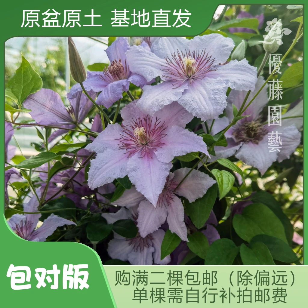 优藤【大理石】铁线莲早花庭院盆栽苗爬藤紫粉色单瓣花墙拱门阳台