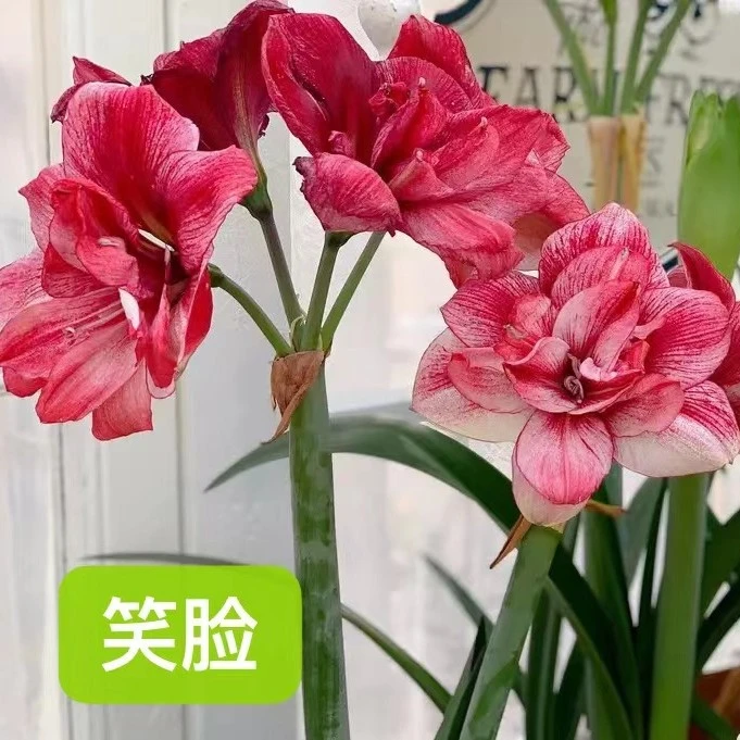 澳朱  【笑脸】朱顶红小苗
