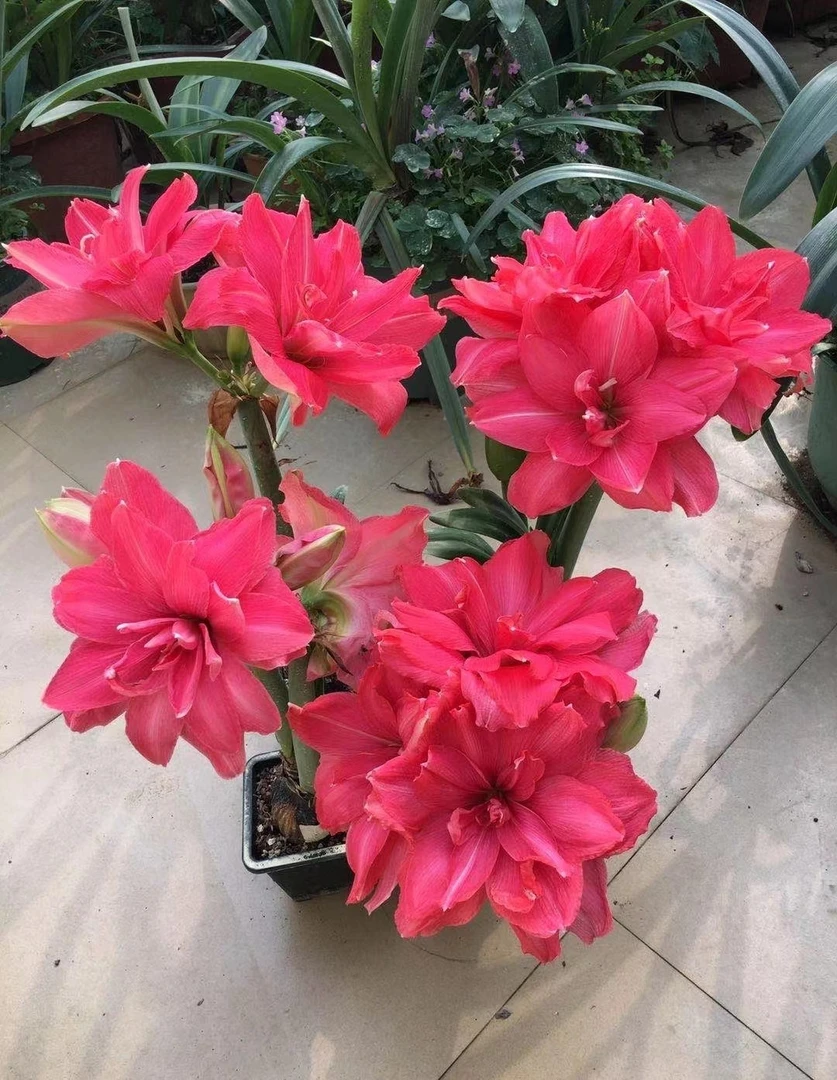 朱顶红【糖果仙女】玫红色重瓣花卉