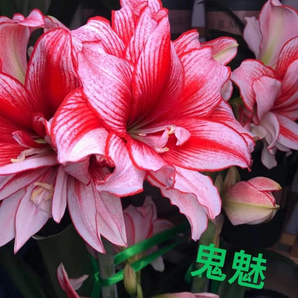 【鬼魅】自然球小苗