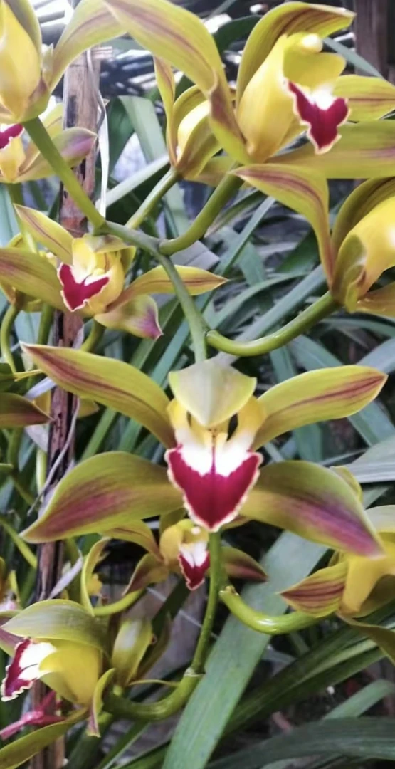 云南本地花花草草 一物一拍