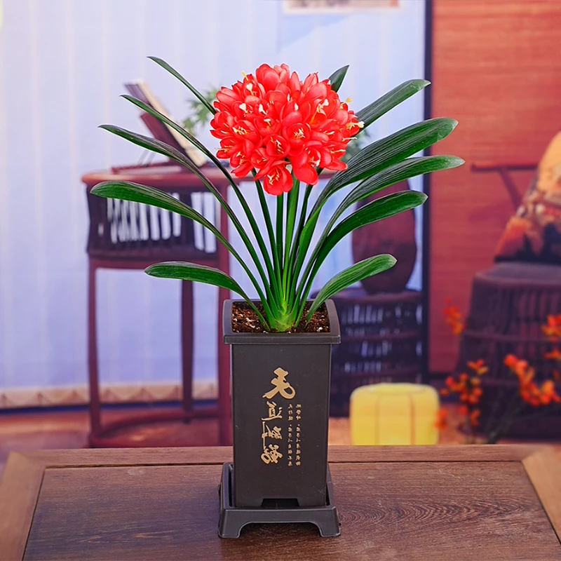 【红花元帅】带盆君子兰花卉植物室内易活绿植四季常青好养当年开花
