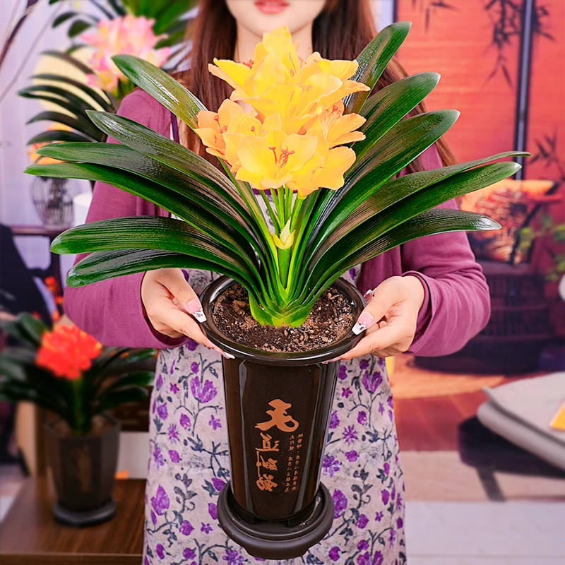 【精品黄金万两】君子兰带盆好养花卉植物室内易活绿植四季常青兰花