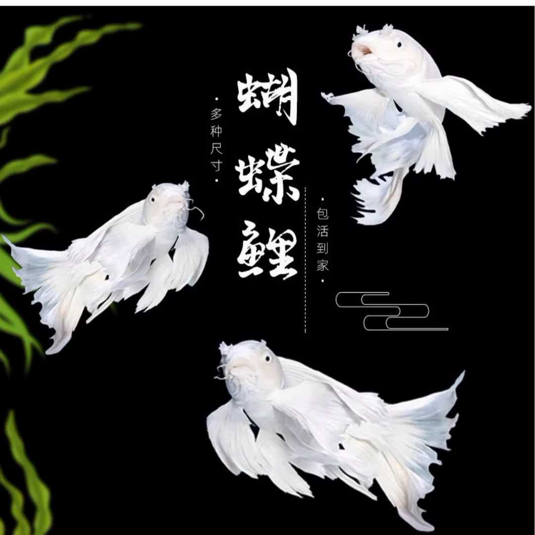 蝴蝶鲤白球10-13公分石膏白饲养混养自家渔场【超萌好物】顺丰包邮