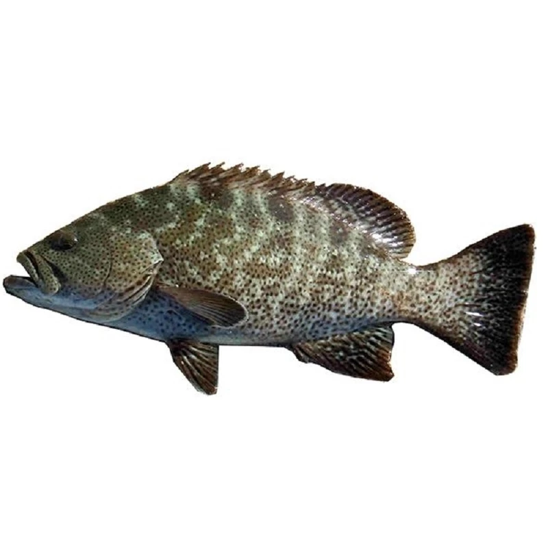 胜强海鲜-石斑鱼