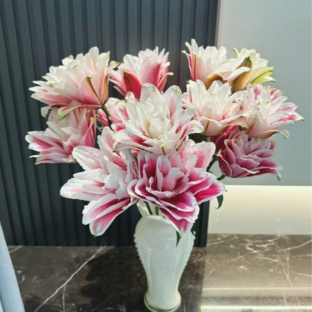 小起【火星之恋重瓣百合】花期长的清香型重瓣香水百合