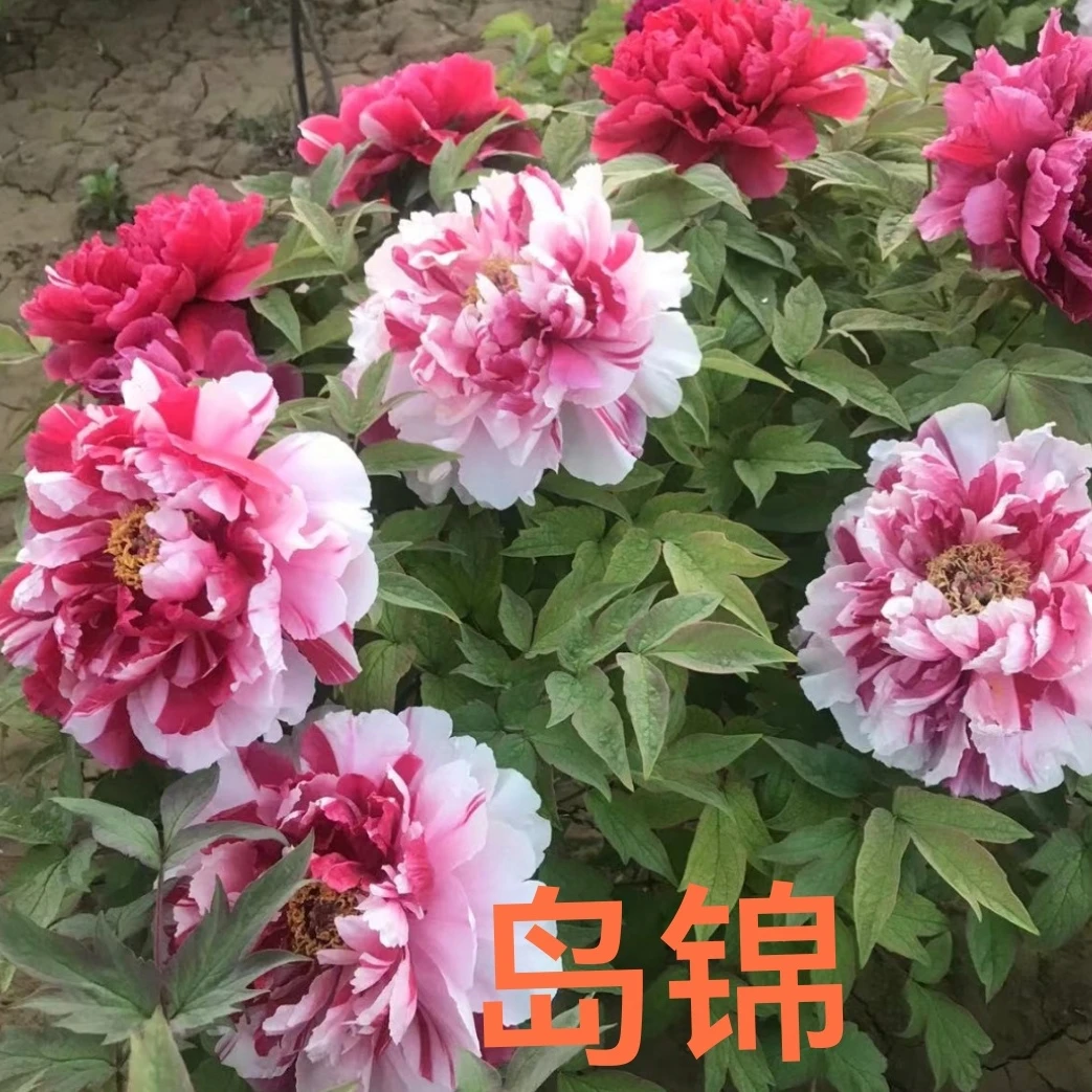 进口牡丹 独杆岛锦（下单先发包肥料，秋天发苗）