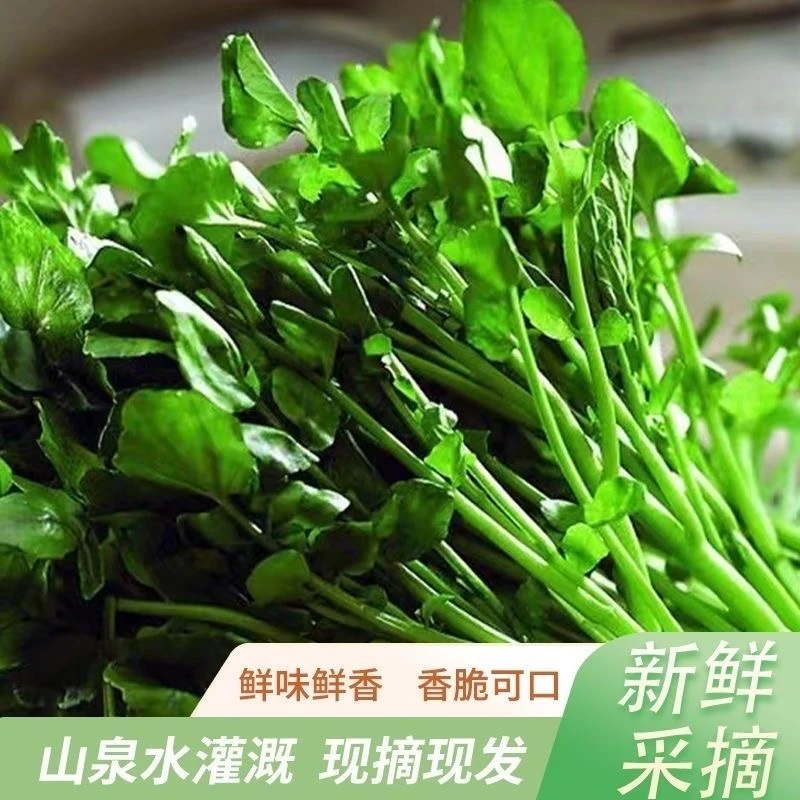 阳山新鲜西洋菜广东新鲜农家菜自种西洋菜豆瓣菜水菠菜山泉水种植