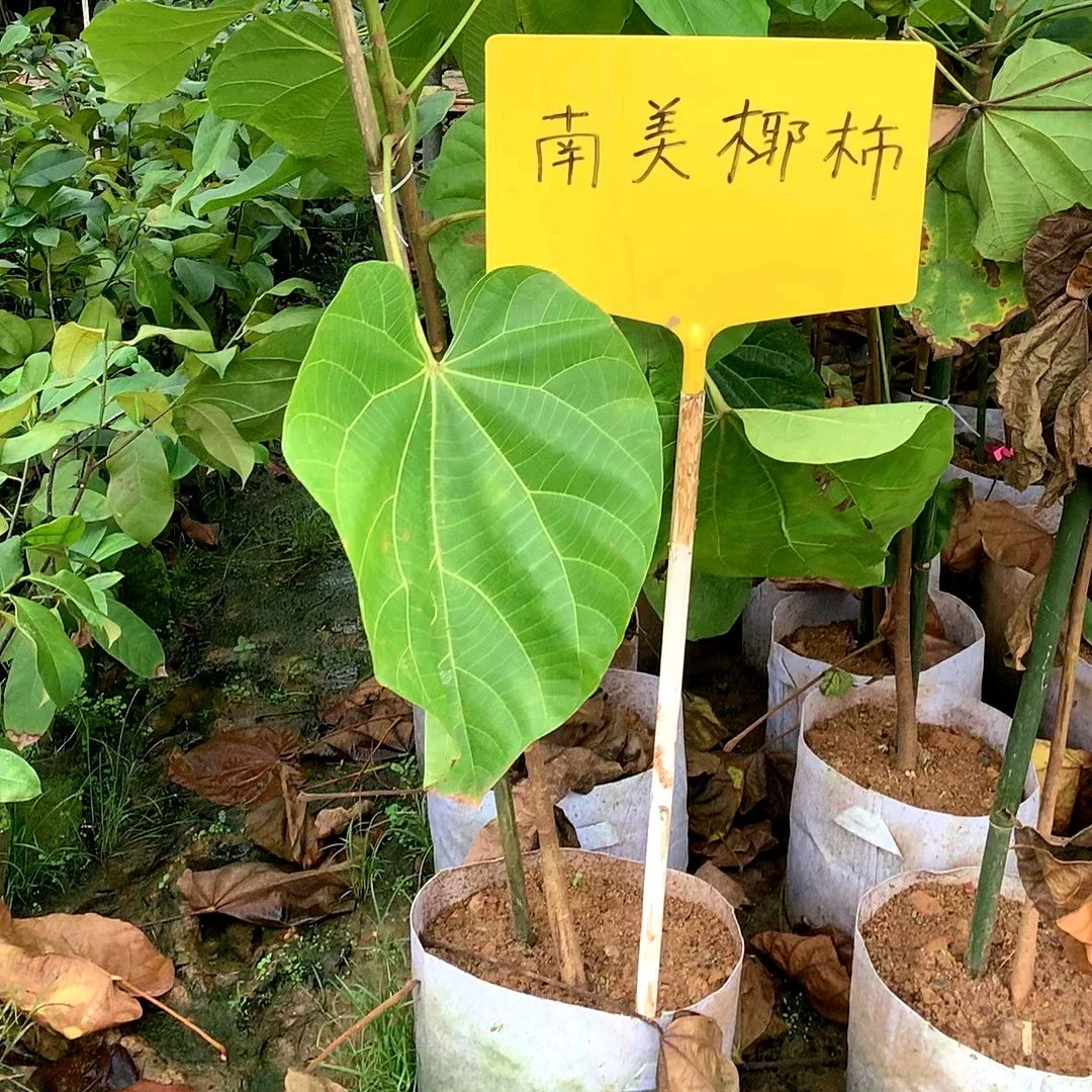 南美热带水果椰柿苗大果椰蜜果树苗香甜可口带土带叶