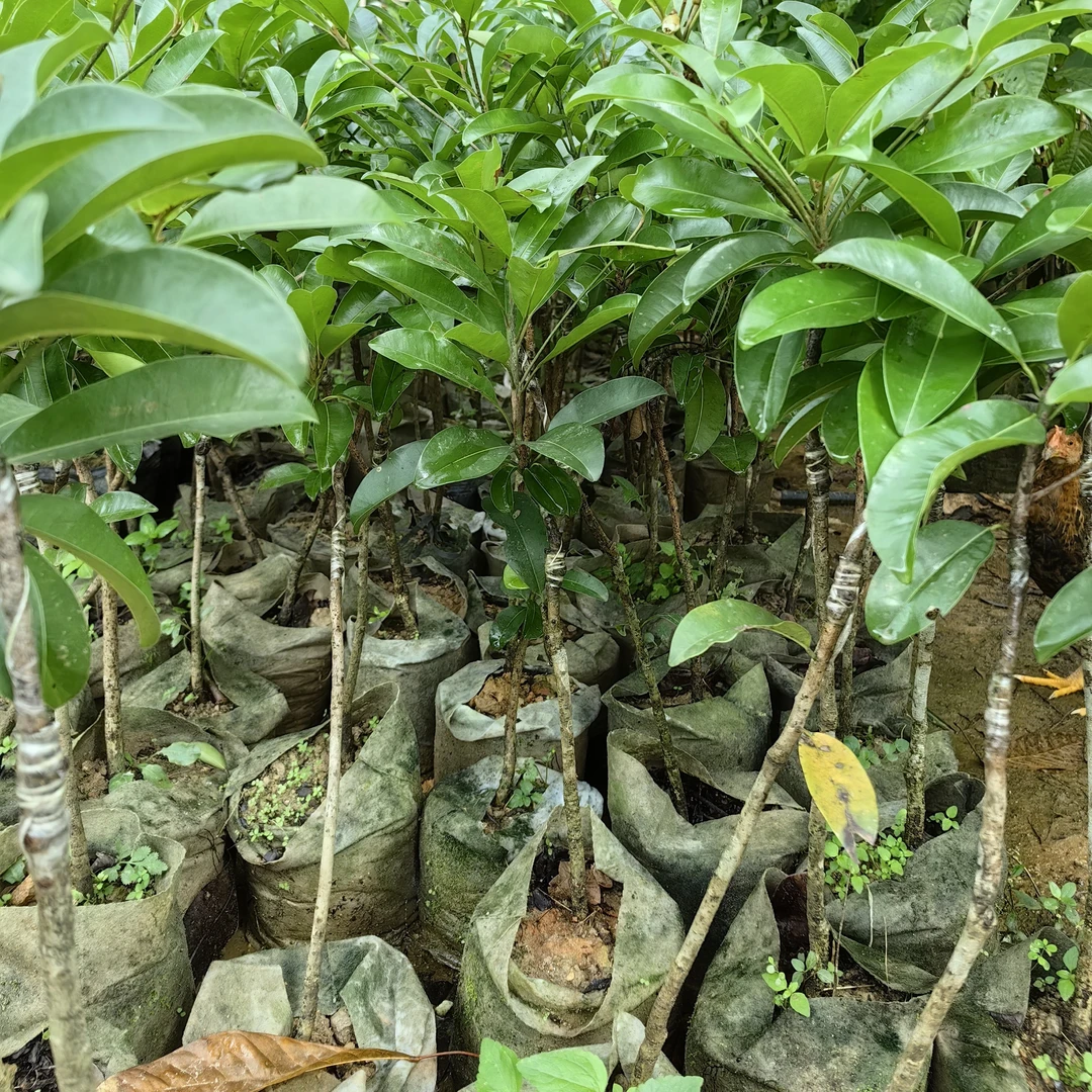 越南人心果嫁接苗四季开花结果巨大果1斤2个果南方种植当年结果