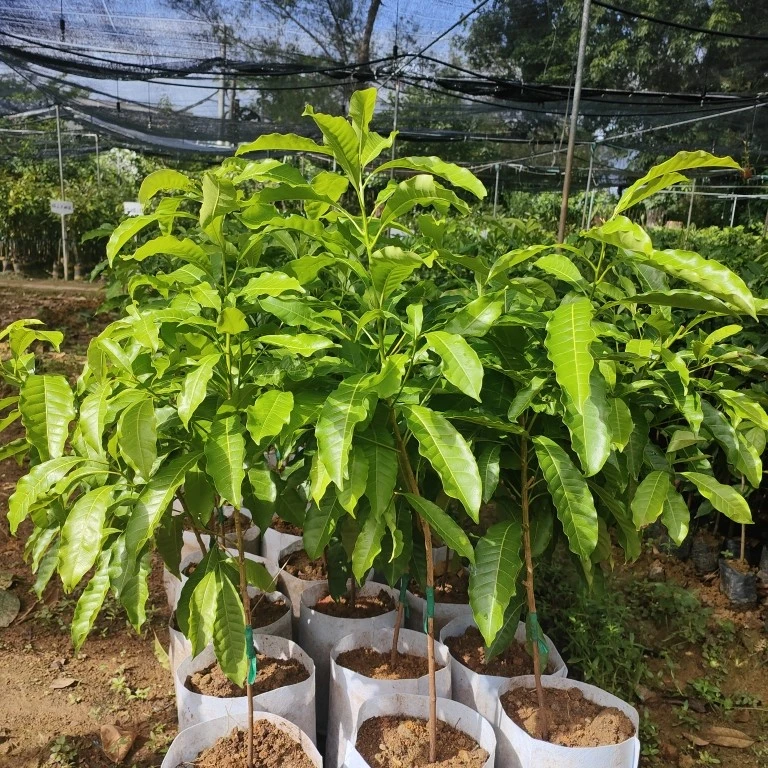 黄晶果树南方热带品种口感香甜熊赞黄晶果嫁接品种盆栽庭院观赏果