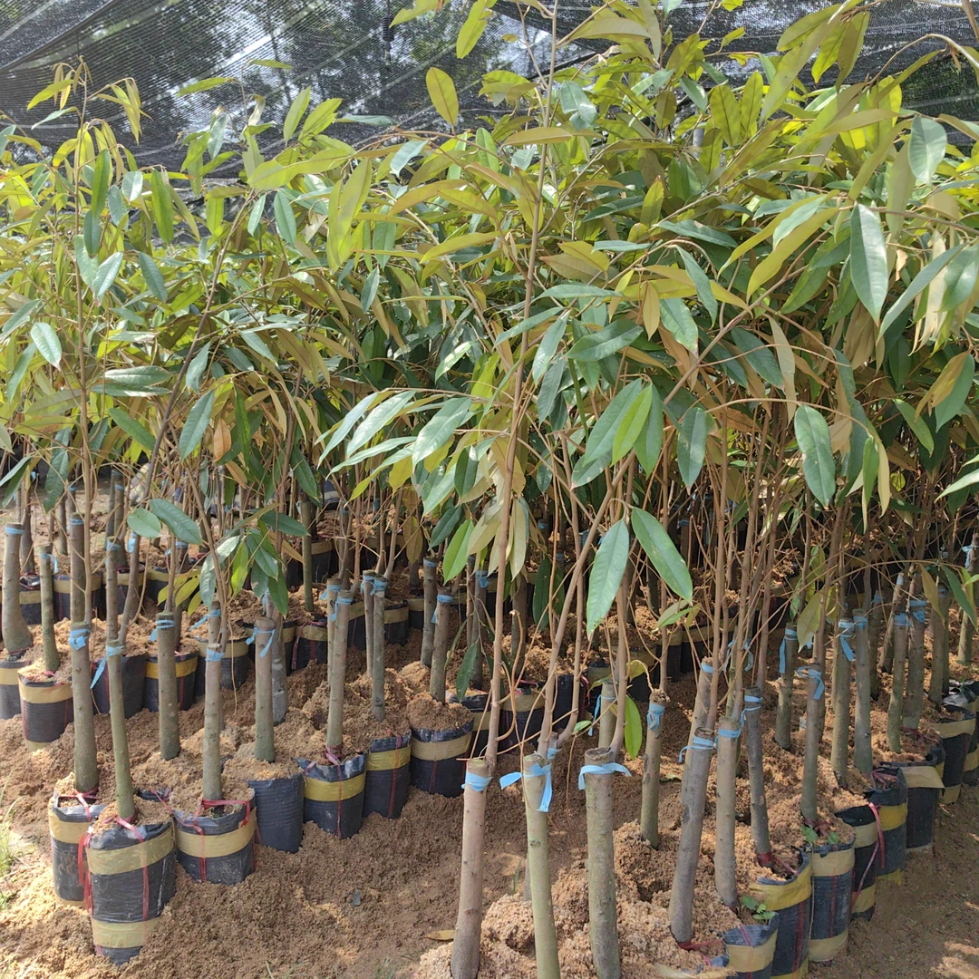 ①进口嫁接猫山王中苗地栽南方种植一物一拍原土原叶发货包邮