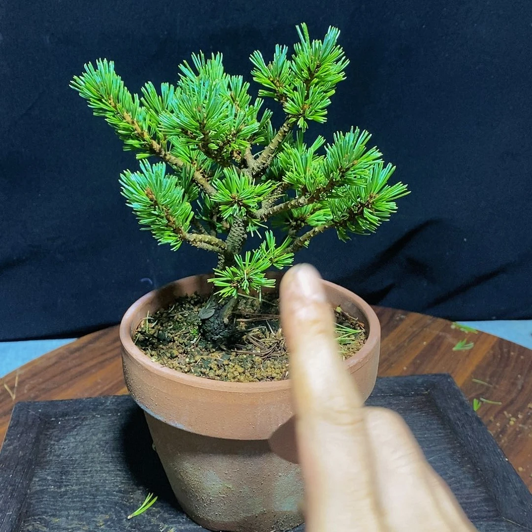 【闪购商品】瑞光盆景