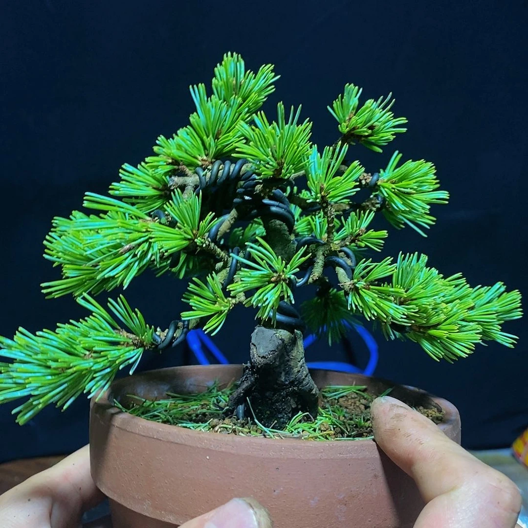 【闪购商品】瑞光盆景