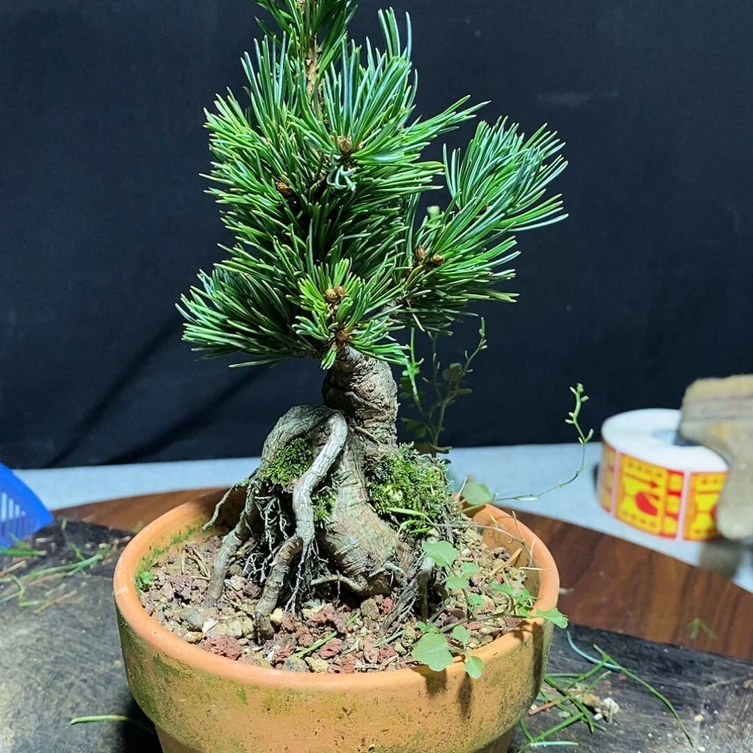 【闪购商品】五叶松盆景