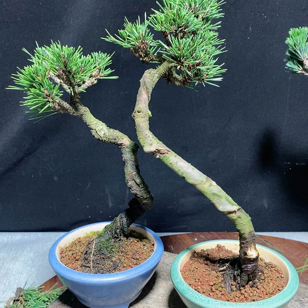 【闪购商品】黑松盆景