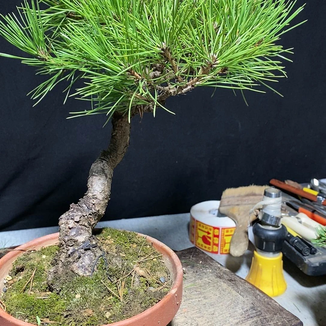 【闪购商品】黑松子*