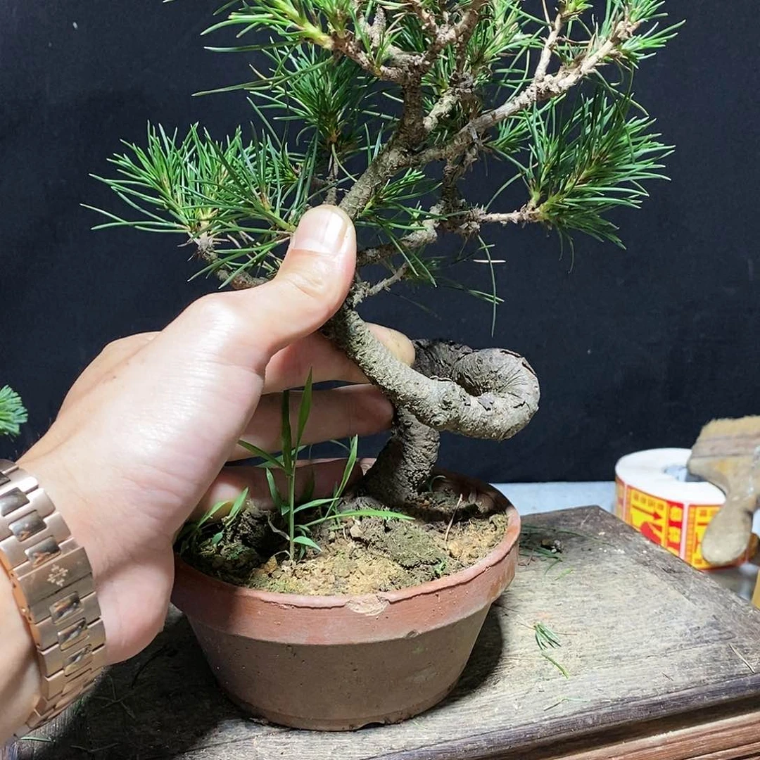 【闪购商品】黑松用****6黑松盆景