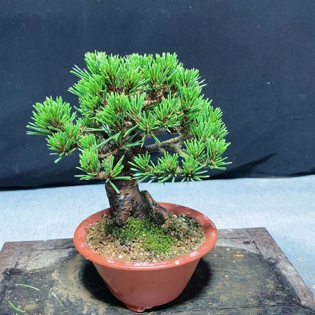 【闪购商品】千寿盆景