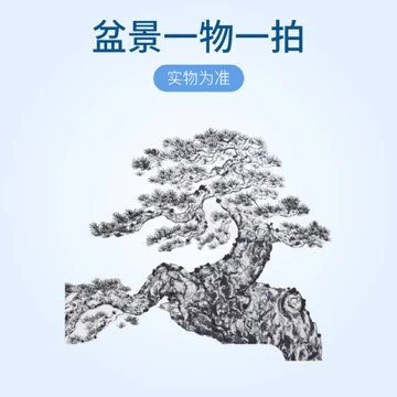 进口品种五针松贵品，福泉，明星，福娘，雪月花，玉妆姬，那须娘五葉松