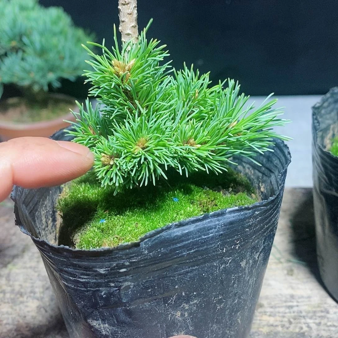 【闪购商品】五针松盆景