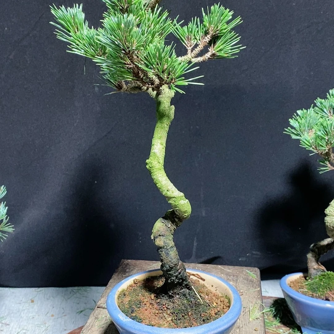【闪购商品】黑松盆景胜*
