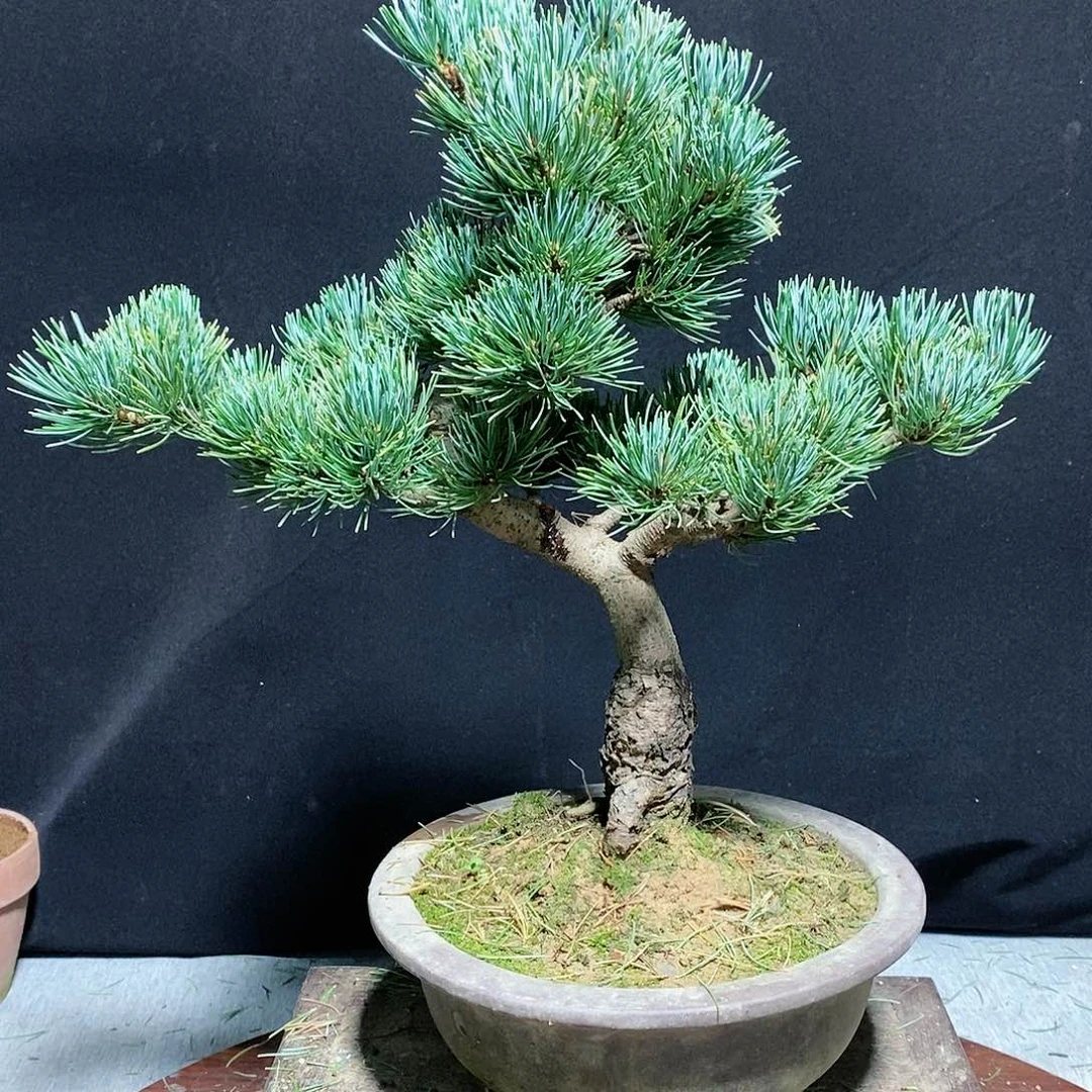【闪购商品】五葉松盆景龙**湖
