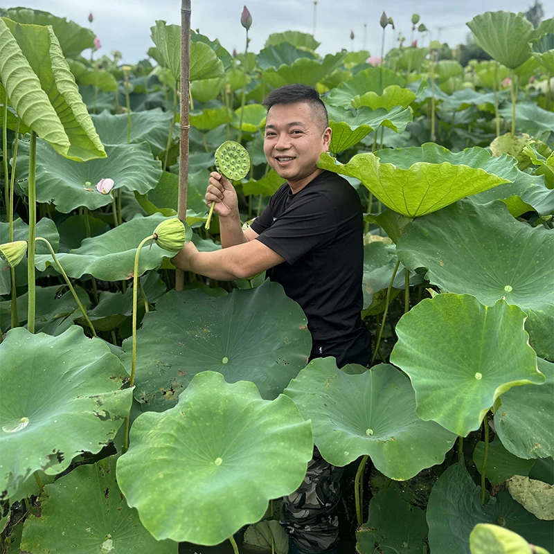 莲蓬莲子新鲜现摘当季莲子应季水果莲子米水果莲蓬干莲子