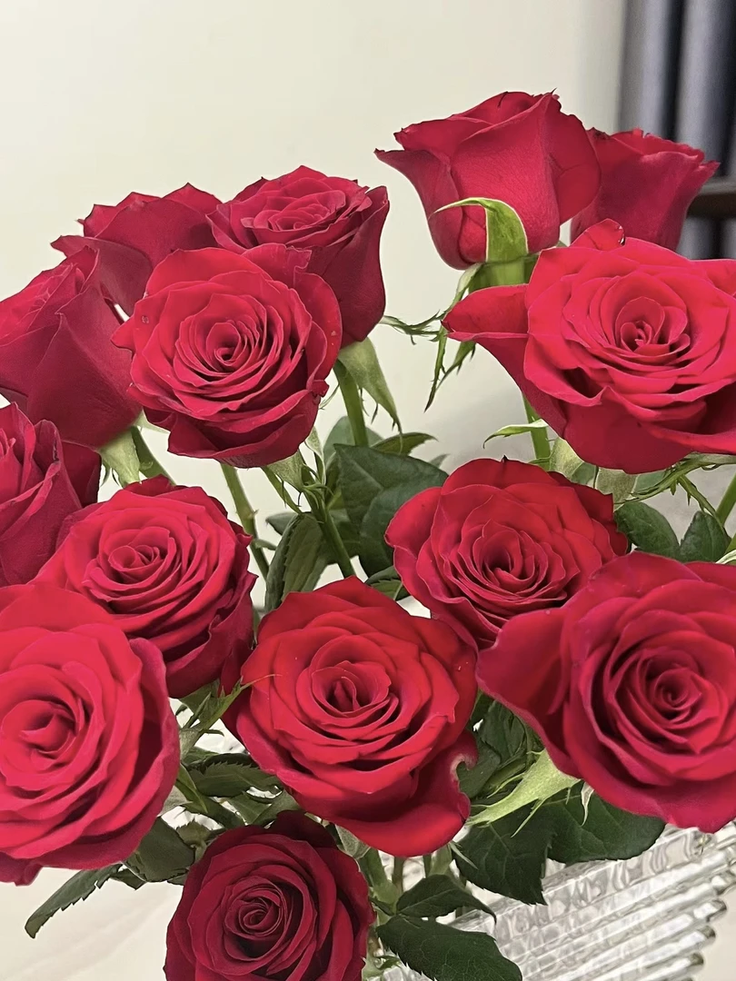 【晨俊花卉】高原红 玫瑰  鲜切花发货 任意2单包邮偏远地区需运费