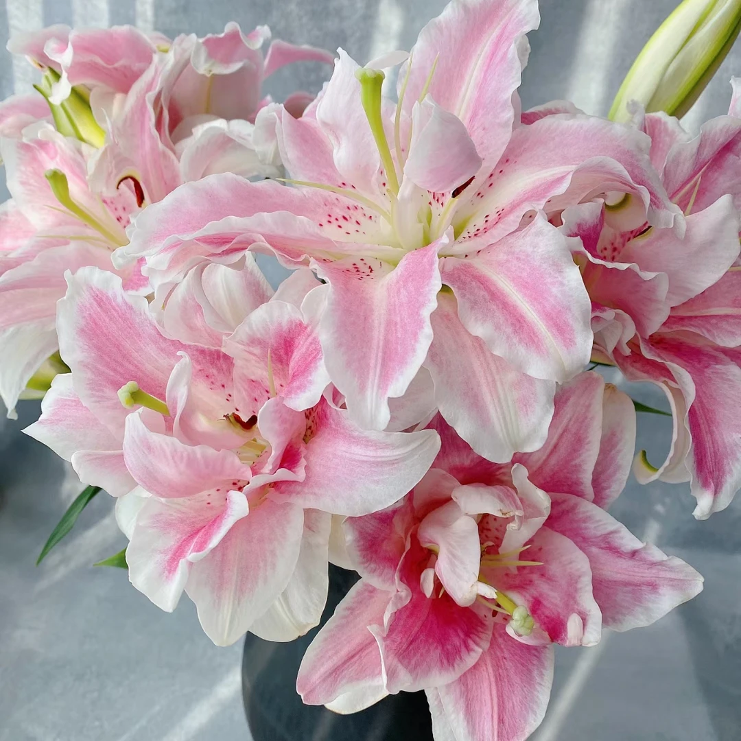 [ 晨俊花卉】魔法公主多头重瓣百合 鲜切花发货