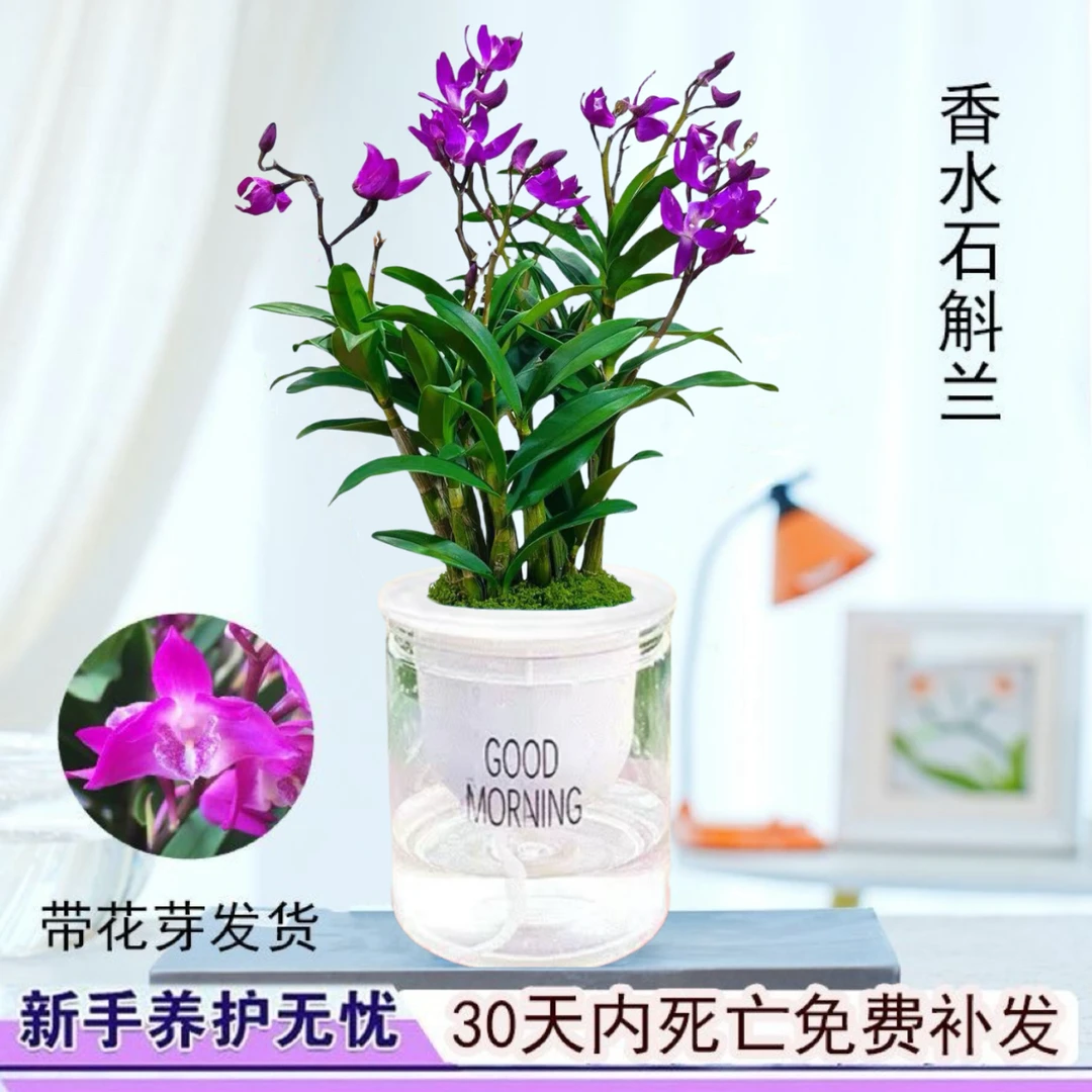 【带花剑花苞】红宝石香水石斛兰 精品澳洲石斛 浓香型 水培盆栽商品图