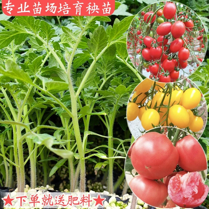 番茄苗大粉西红柿秧苗瀑布樱桃西红柿黑番茄苗四季播水果蔬菜种苗