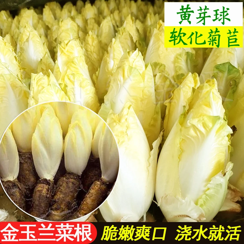 金玉兰菜根苗软化菊苣秧苗种子四季盆栽白玉兰黄芽菜种苗蔬菜种苗